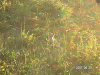 s_PICT0509_thumb.png